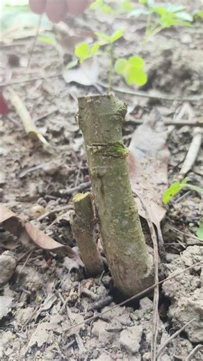 Learn Tree Cutting from Me