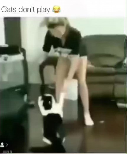 Hilarious Cat Slapping Compilation