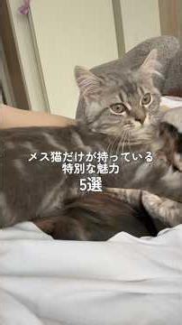 5 special charms that only female cats have #LifeWithCats #Cats #Munchkin