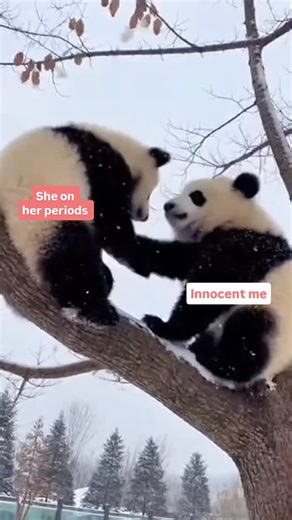FilterCopy on Instagram: "What is this behavior madam ji 😤 (Song, Periods, Girl, Panda, Meme) #FCReels"