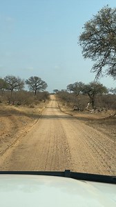 What a stunning morning 🐾 | Wildest Kruger Sightings