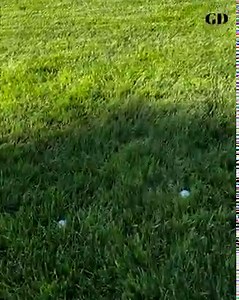 49K views · 953 reactions | Obligatory U.S. Open rough video.  Just off the 18th green. | Golf Digest | Facebook