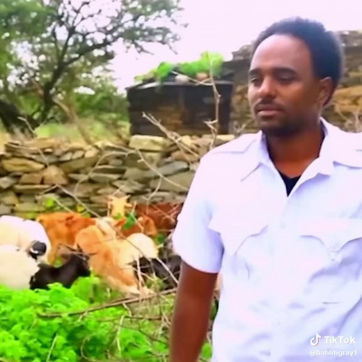#tigray_ትግራይ #bahlitigray #tigrayculture #viral #ሓበሻወርቂ💛 #kolutigray #tegaru #habeshadance #habesha #ትግራይ #ኣውርስ #ተምቤን #awris #temben #habeshatiktokforyou #tigraywedding #habeshatiktok #የጭላ#ትግራይ_ዛዓደይ #ትግራይ_ንዘለኣለም_ትነብር🙏🇻🇳