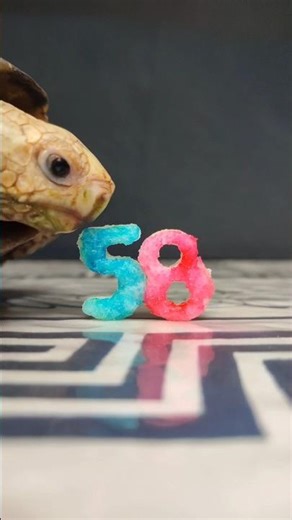 Satisfying ASMR: Tortoise Eating a Fruit Number 58 🐢