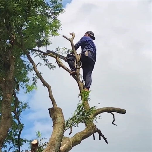 18K views · 215 reactions | A professional skill man cutting a big tree whi,ch stand cover the riv,er | Dara-W | Facebook
