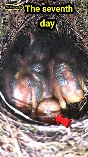 The baby bird growing day by day