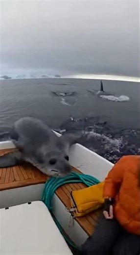 A pack of hyenas was hunting a leopard seal, but it jumped onto a boat and escaped.
