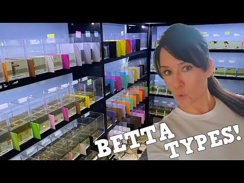 What Are The BEST Betta Fish Types?