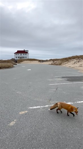Race Point - Provincetown Cape Cod | Cape Cod, Massachusetts