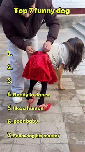 Top 5 funny dogs acting like humans 🤣 #funny #dog #dogshorts