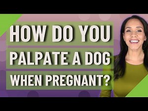 How do you palpate a dog when pregnant?