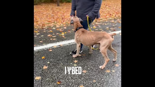 Cade's Adoption is sponsored by Capri Pizza & Restaurant Westmont Capri Pizza Capri Pizza Richland Capri Pizza | Humane Society of Cambria County