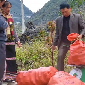 Gathering Yacon Root A Delicious, Distinctive Yam with Incredible Health Benefits 021 | Life Naturals