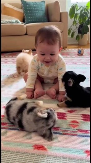 Teacup puppy playing with baby