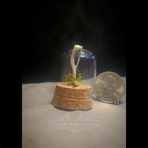 Mouse Tibia/fibula & Moss Mini Dome - Etsy