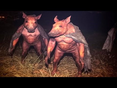 Top 20 Crossbreeding Experiments That Went Horribly Wrong