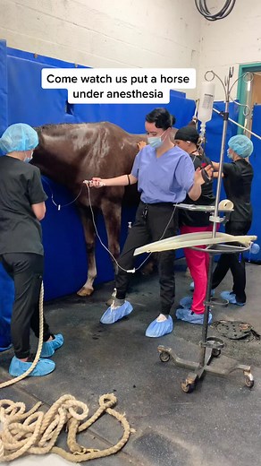 Come watch us put a horse under anesthesia #equinesurgery #vettok #horsesurgery #veterinarian #equinevet #sportsmedicine #horsesoftiktok #horse #vetmed #surgery