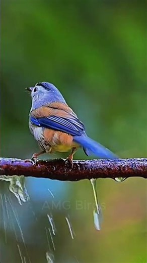 The Blue-winged Minla (Actinodura cyanouroptera) | AMG Birds #birds #nature #birdsong #birdsounds