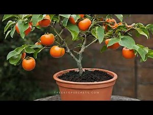 Grow a Persimmon Tree in a Pot video
