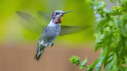 The One Red Flower Hummingbirds Can't Resist (And It's Striking Next To A Patio)