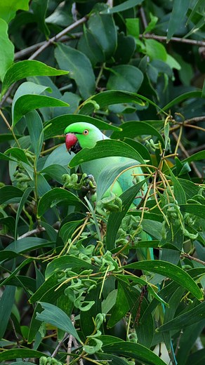 18K views · 3K reactions | Rose-ringed parakeet | 퐍퐚퐭퐮퐫퐞 퐏퐡퐨퐭퐨퐬 퐁퐨퐨퐤 | Facebook