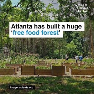 57K views · 2.2K reactions | Thousands of delicious plants - fresh and free for all.  Learn more about the state of food security across the world: https://buff.ly/3cgbWcd | World Economic Forum | Facebook
