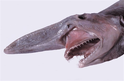 Behold the goblin shark!