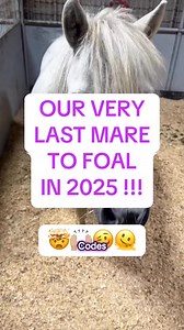 OUR VERY LAST MARE TO FOAL IN 2025 !!! 🤯🙌🏼🥴🫠 I simply CANNOT believe it !!!! #miniaturehorse #miniaturehorses #dvmfarms #foalingseason2025 #foalsof2025 Edited by @JessBev08 | Nicole Jones Pearsall