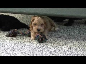 Cockapoo Puppies for Sale from www.dyerfarms.com