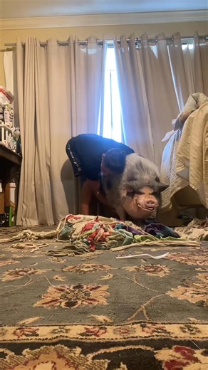 error code 237 your dog is glitching #trending, #viral, #foryou, #fyp, #virals, #trend, #trends, | Ursula | Facebook