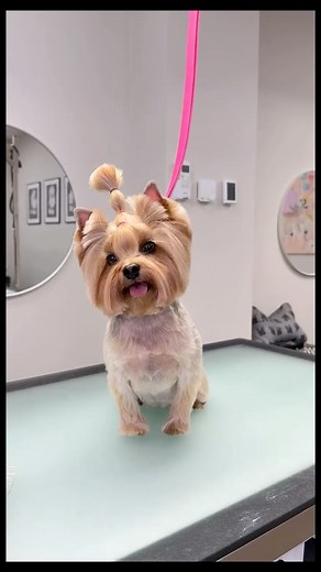 Garbanius Grooming  on Instagram: "Our sweet yorkie Mimi and her groom ✂️ #york #yorkie #yorkshireterrier #doggrooming #doggram #doggroomer #garbaniusgrooming"