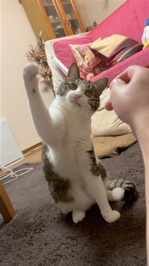 【猫と遊ぶ】たまには猫と戯れてみた‼️#猫好き#猫の居る生活#可愛い猫#猫じゃらし