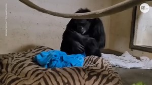 WATCH: Emotional reunion between a chimp and her newborn at Kansas zoo