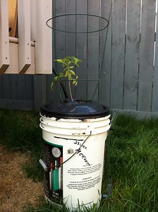 How to Build a Self-watering Planter.
