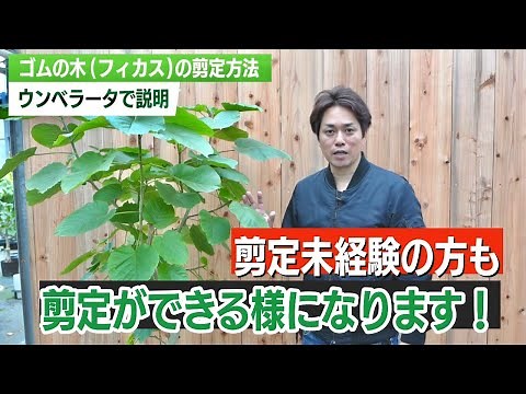 【簡単にできる】失敗しないウンベラータ(ゴムの木）の剪定方法を教えます【観葉植物】