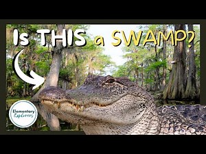 What's the Difference Between a Swamp and a Bayou? - Swamp Tour - Lafayette, Louisiana