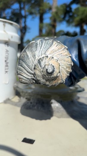 Acid dipped whelk shells 509 . #shell #shellsofinstagram #seashells #seashellsofinstagram #beachvibes #beachcombing #beachcombingfinds #shellcollection #shellcollector #cool #whelk #yeahsciencebeach #calming #relax #relaxing #shells #beach #shelling #craft | Acid Whelk