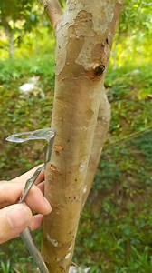 Chip grafting on guava tree using twin scions. #fblifestyle #graftingjourney #chipgrafting #buddingtechnique #grafting #graftingtechnique #graftingplant | Grafting Techniques