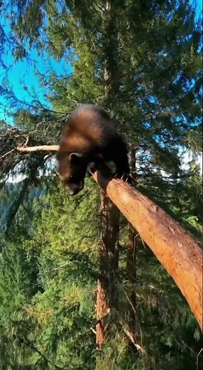 🐾 Unbelievable! Terrifying wolverine fight ends in an ULTIMATE plunge NOW! #savage #nature #fyp