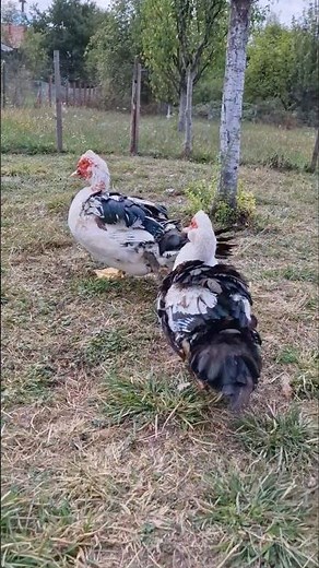 Duck Run ! #DuckRun #QuackAttack #RunningDucks