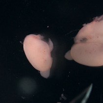 Video: Stripe Assay to Study the Attractive or Repulsive Activity of a Protein Substrate Using Dissociated Hippocampal Neurons