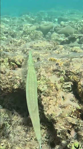 Blue Spotted Cornetfish Silent Hunter Below Me 🐟🌊✨