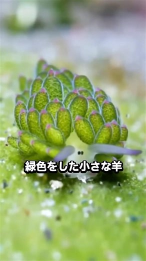 A tiny creature that looks like a leaf fairy