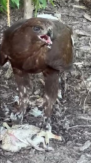 Hawk Victory — Intense Close Shot