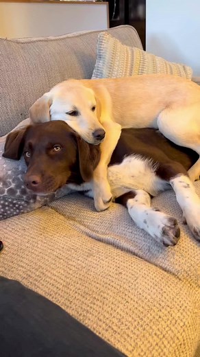 #kalithecollielab #dog #dogs #funnydogvideos #puppy #dogtrend #tiktokdogs #tiktokpuppies @Kali the collie lab dog