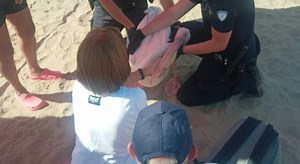 Il pellicano Giuliano catturato sulla spiaggia di Pluto a Bibione dopo la fuga dallo zoo di Lignano