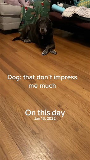 Boi #fyp #viral #cockatoo #halloween #subtitles | Busterrthecockatoo