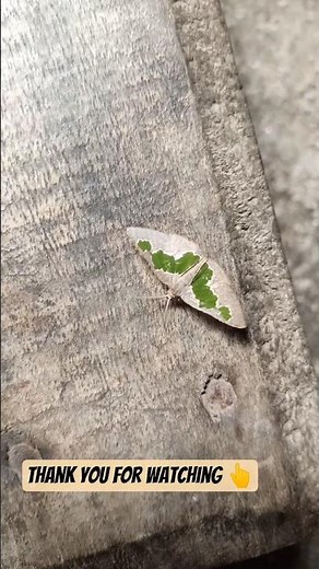 celenna festivaria green- banded emerald moth#shorts