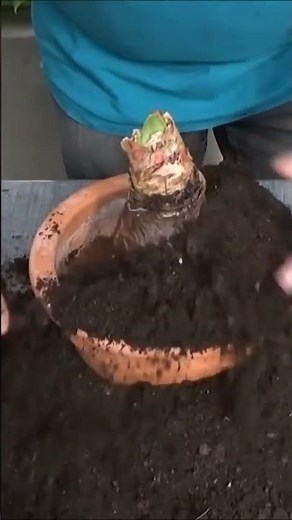 Jardinage: Amaryllis: Comment faire refleurir un bulbe d'amaryllis #shortsyoutube