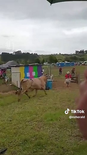 Rodeo Controversy: Bull Escape Sparks Ban Debate